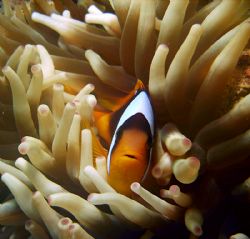 Clownfish in a anemone taken with Sealife reefmaster DC 5... by Patrick Neumann 